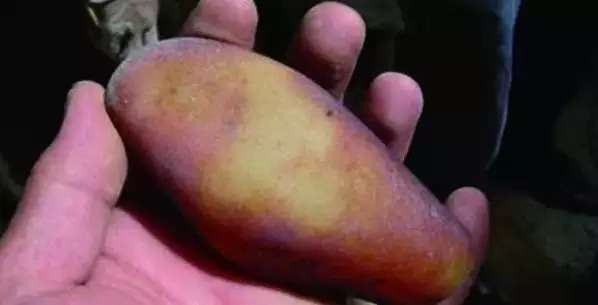 漲知識(shí)，玉也能騙人！照玉手電筒照出真相